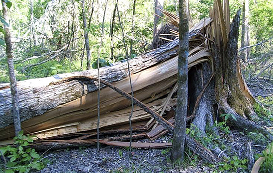 A large tree that has split at the base and fallen.
